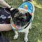 Pugsly