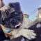Pugsly