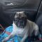 Pugsly
