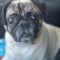 Pugsly