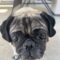 Pugsly