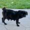 Mavis