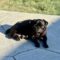Mavis