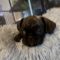 Milpitas (Millie)