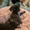 Milpitas (Millie)