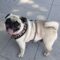 Dolly