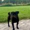 Buddy