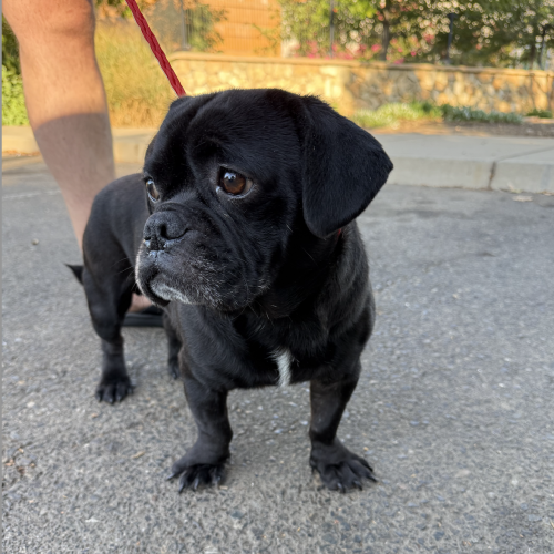 Chief – Bay Area Pug Project