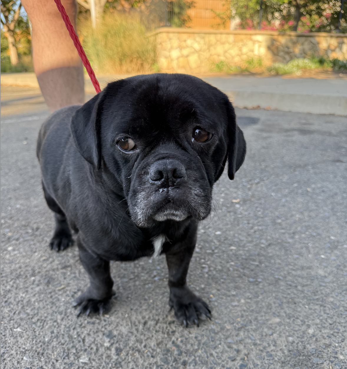 Chief – Bay Area Pug Project