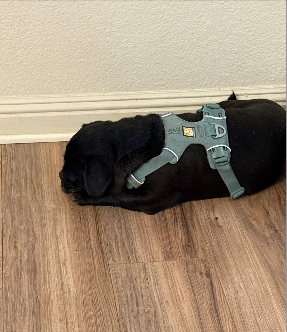 Chief – Bay Area Pug Project