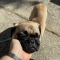 Odie