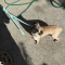 Odie
