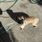 Odie