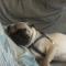 Odie