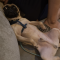 Odie